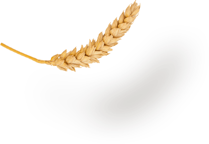 spiga